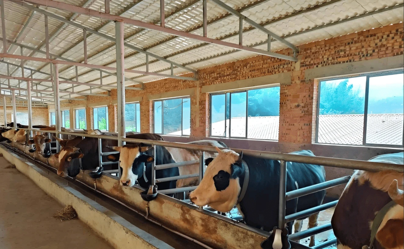 Steel Structure Design for Solar Barns: Pile-Column Portal Frame Saves 20% Cost Steel Structure Design for Solar Barns: Pile-Column Portal Frame Saves 20% Cost